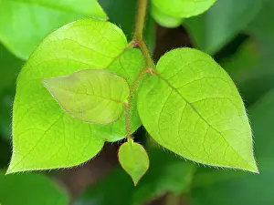Jamie: Salal leaves