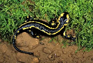 Salamandra: Salamander