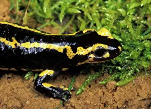 Salamandra: Salamander