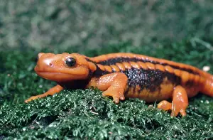 Verrucosus: Salamander