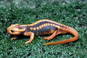 Verrucosus: Salamander