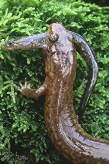 Cannibalism: Salamander eating another salamander