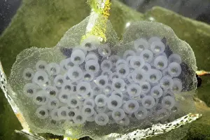 Ambystoma: Salamander Eggs