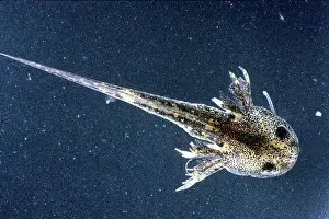 Ambystoma: Salamander Larva