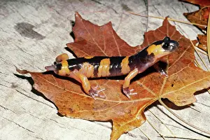 Regeneration: Salamander Tail Regeneration