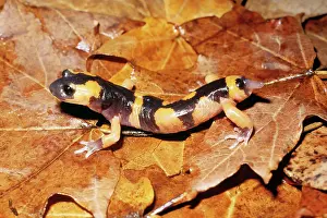 Regeneration: Salamander Tail Regeneration