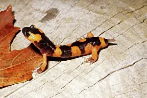 Regeneration: Salamander Tail Regeneration