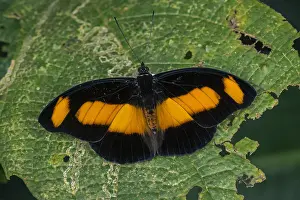 Maria: Salambria Firewing butterfly (Catonephele salambria)