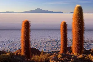 Uyuni: Salar de Uyuni - very old Giant Cardon Cacti growing
