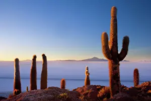 Uyuni: Salar de Uyuni - very old Giant Cardon Cacti growing