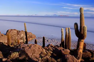Uyuni: Salar de Uyuni - very old Giant Cardon Cacti growing