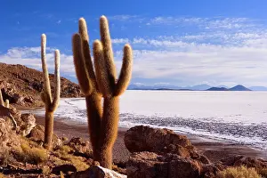 Salar: Salar de Uyuni - very old Giant Cardon Cacti growing