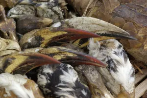 Shops: Sale items for voodoo rituals in Benin