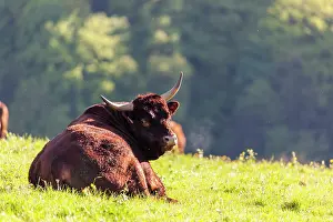 Champagne: Salers bull lying in the grass - France