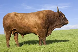 Tauruses: Salers bull in a meadow Cantal France