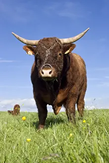 Tauruses: Salers bull in a meadow Cantal France