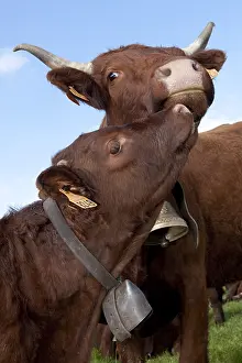 Wheedle: Salers cow and her calf petting Cantal France