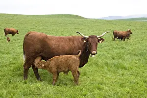 Suck: Salers cow and its calf in pre Cantal