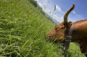 Cantal: Salers cow grazing in a meadow Cantal France