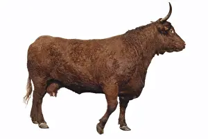 Salers: Salers cow with horns