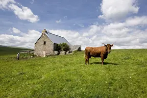 Cantal: Salers cow in a park in front of a buron in the Cantal