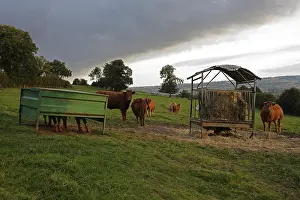 Turbulent: Salers cows in a meadow under a stormy sky France
