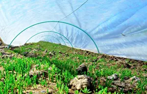 Plastic: Salicornia is the new business on the island