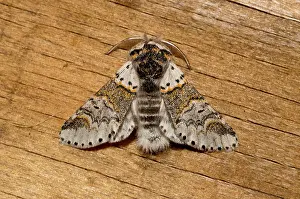 Furcula: Sallow Kitten Moth male