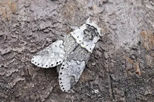 Furcula: Sallow Kitten Moth, Norfolk UK