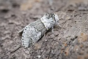 Furcula: Sallow Kitten Moth, Norfolk UK