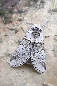 Furcula: Sallow Kitten Moth, Norfolk UK