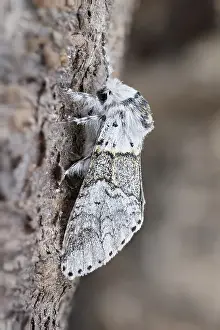 250417: Sallow Kitten Moth, Norfolk UK