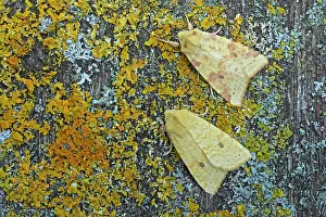 Normal: Sallow Moth - Normal (upper moth) and form flavescens