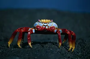Sally: Sally Lightfoot Crab