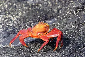 Sally: Sally Lightfoot Crab