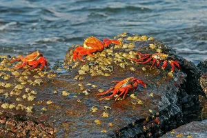 Sally: Sally Lightfoot Crab
