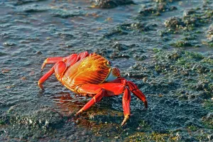 Sally: Sally Lightfoot Crab
