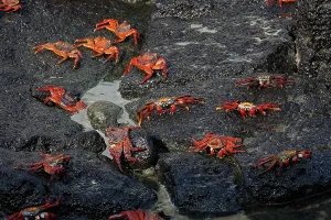 Sally: Sally Lightfoot Crab