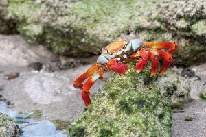 Sally: Sally Lightfoot Crab