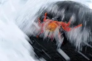 Sally: Sally Lightfoot Crab