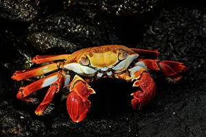 Galpagos: Sally Lightfoot Crab