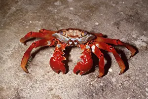 Crabs: SALLY LIGHTFOOT CRAB