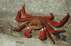 Crabs: SALLY LIGHTFOOT CRAB