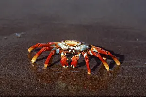 Crabs: SALLY LIGHTFOOT CRAB
