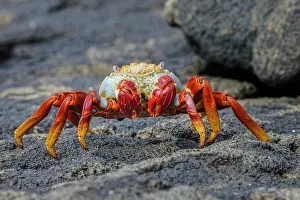 Lava: Sally lightfoot crab. Floreana Island, Galapagos