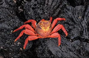 Sally: Sally Lightfoot Crab (grapsus grapsus), Adult standing