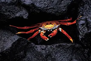 Sally: Sally Lightfoot Crab (grapsus grapsus), Adult standing