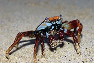 Photographer: Sally Lightfoot Crab, (Grapsus grapsus)