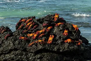 Seymour: Sally Lightfoot Crab (Grapsus grapsus), Bachas beach