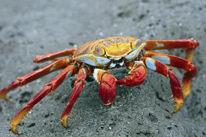 Spray: Sally lightfoot crab (Grapsus grapsus), red rock